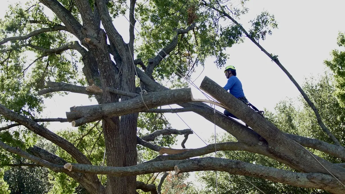 Professional Hazardous Tree Removal performed by certified arborists in Martinsville